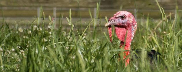 Thanksgiving Drinks – Surviving the holiday Thanksgiving Drinks – Surviving the holiday