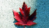The first wave of Autumn goods has hit.