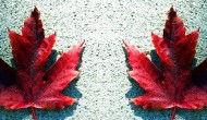 Part II.  The Autumn Strikes Back.