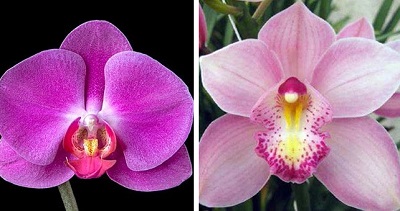 Orchid - Valentine's Day Gift Guide 2015 | Dappered.com