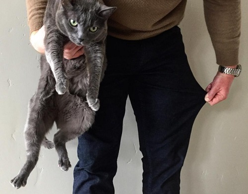 Pierre the Grey Cat | Dappered.com