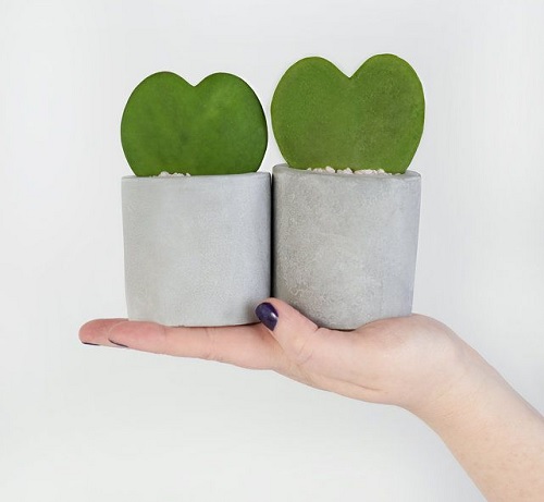 Desert Love Hoya Plant Set