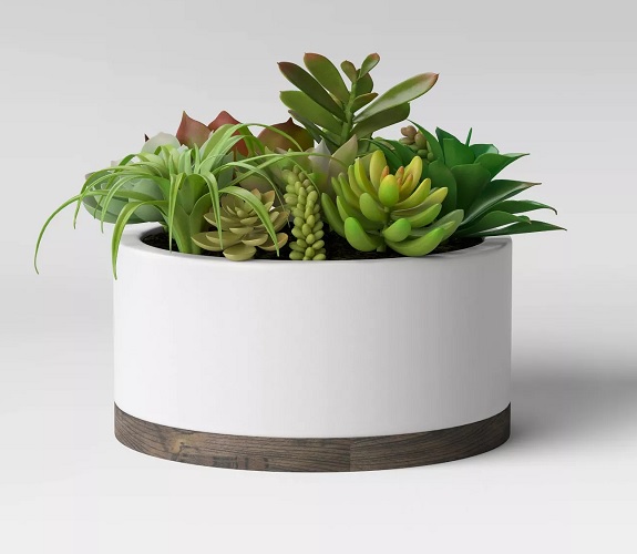 Project 62 Succulents in White Pot