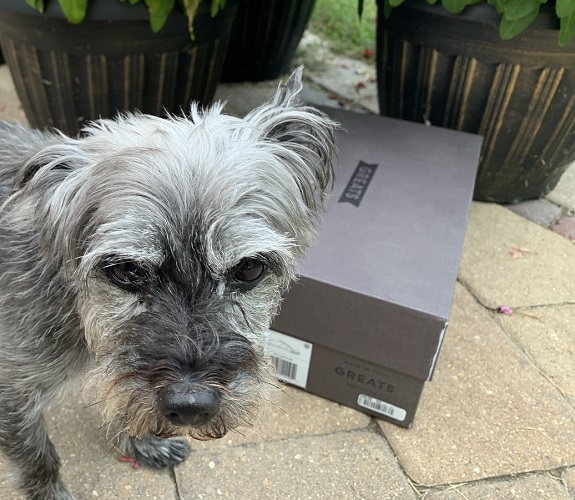 Small dog outside by shoe box