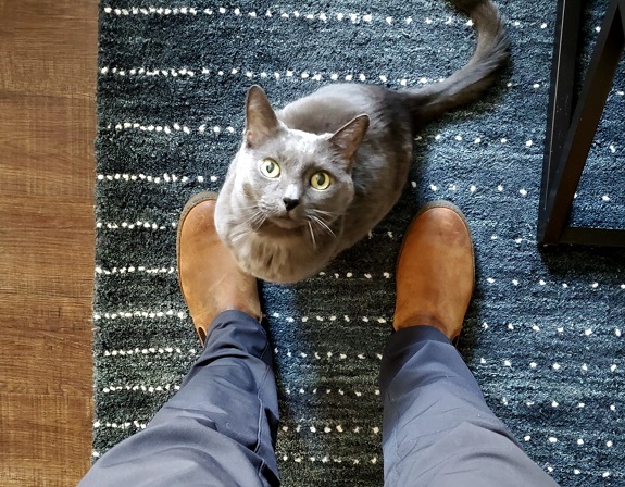 grey cat on rug
